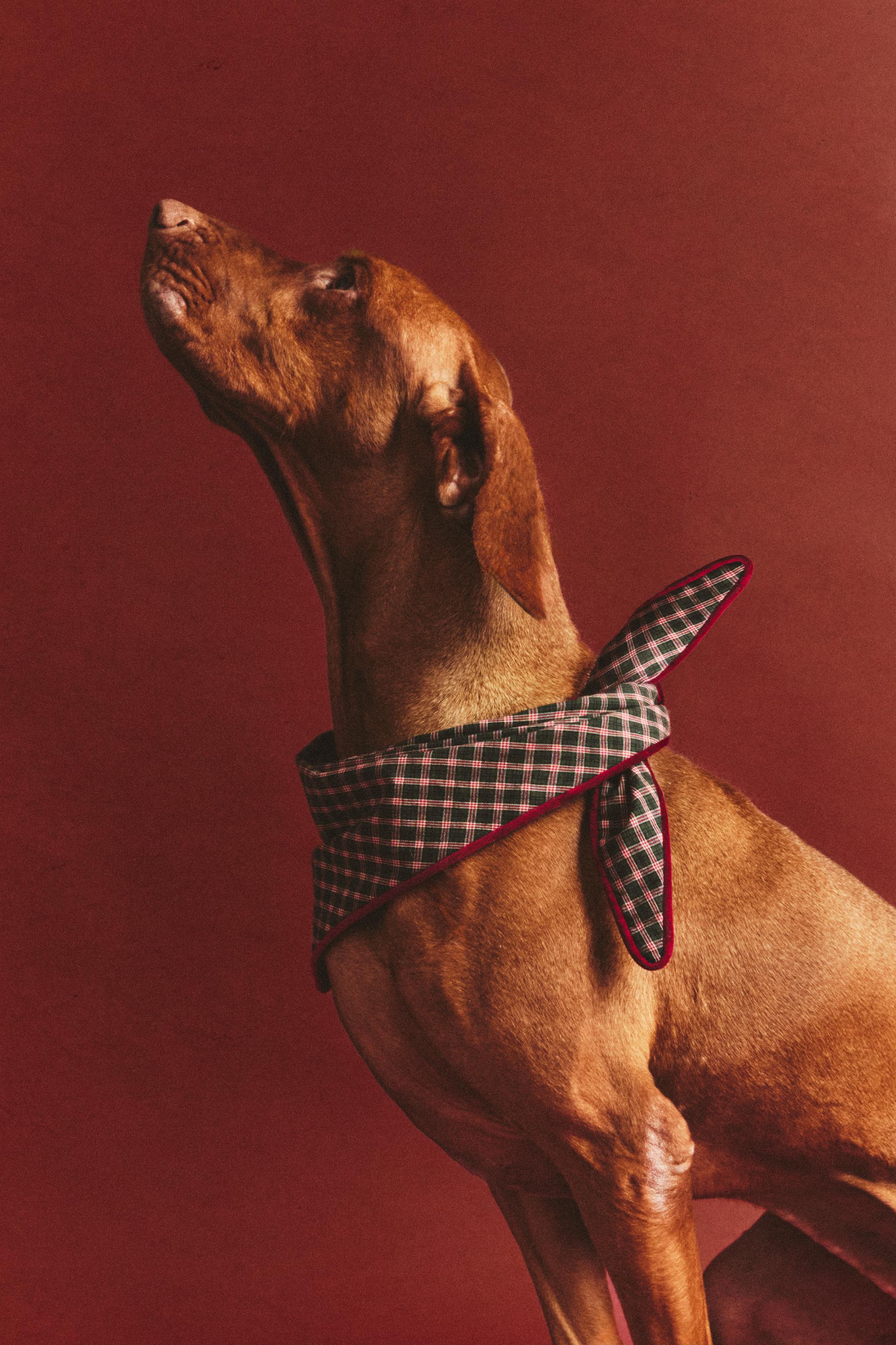CHRISTMAS COTTON CHECK PET BANDANA